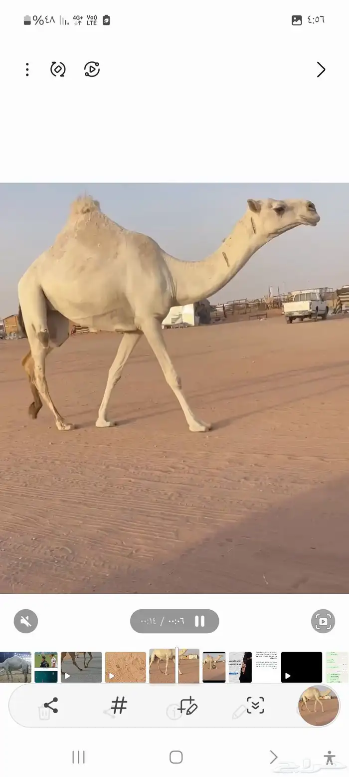 بكره تنيه عليانيه كفو عليها سوم 10شايف وحايف 0