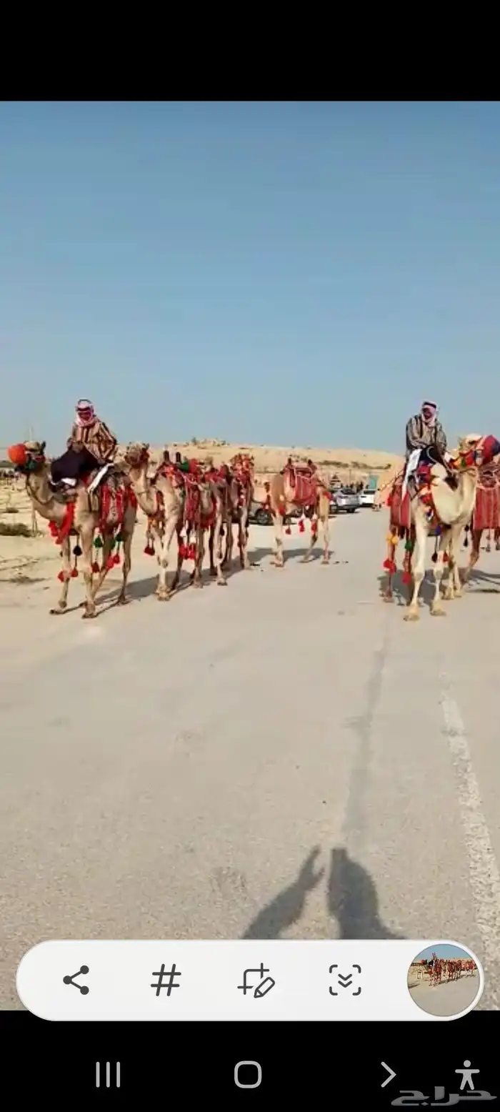 تأجير الخيول والسياسى والجمال وعربات الحنطور والسندريلا 4