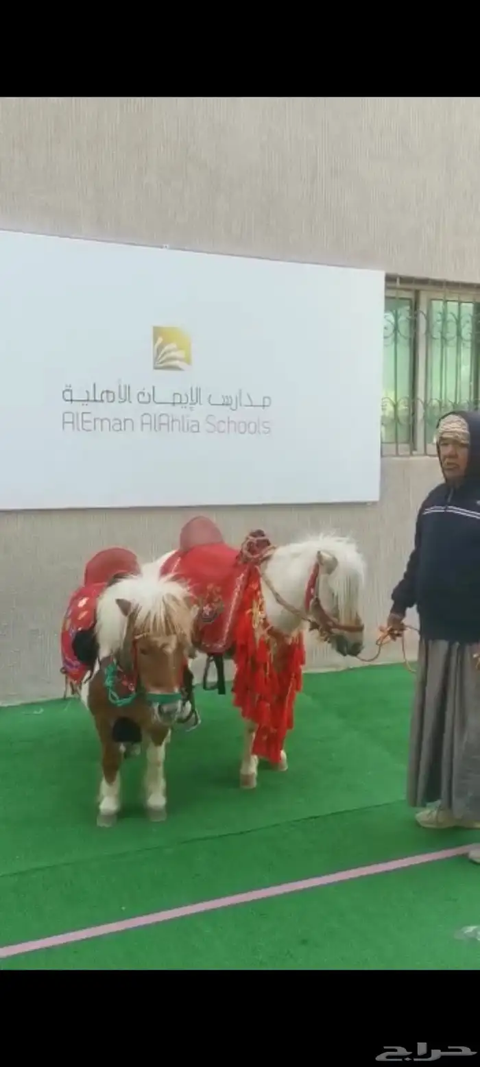 تأجير الخيول والسياسى والجمال وعربات الحنطور والسندريلا 6