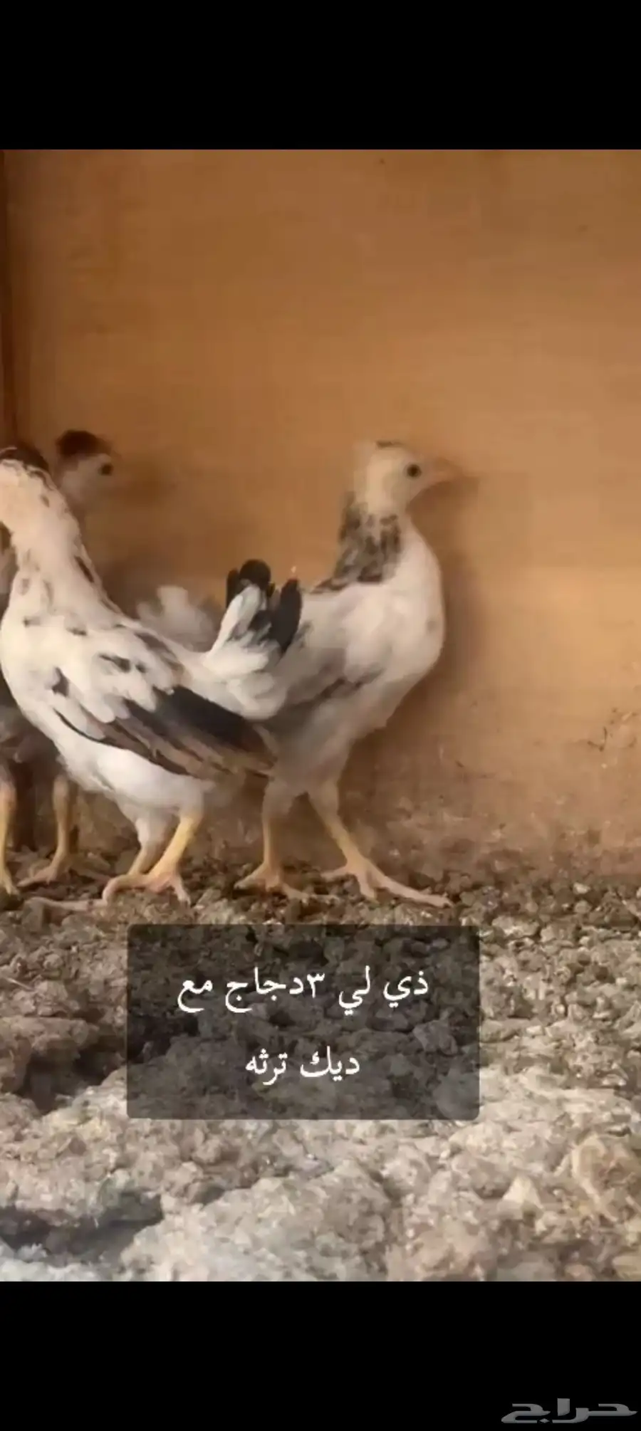 دجاج 1