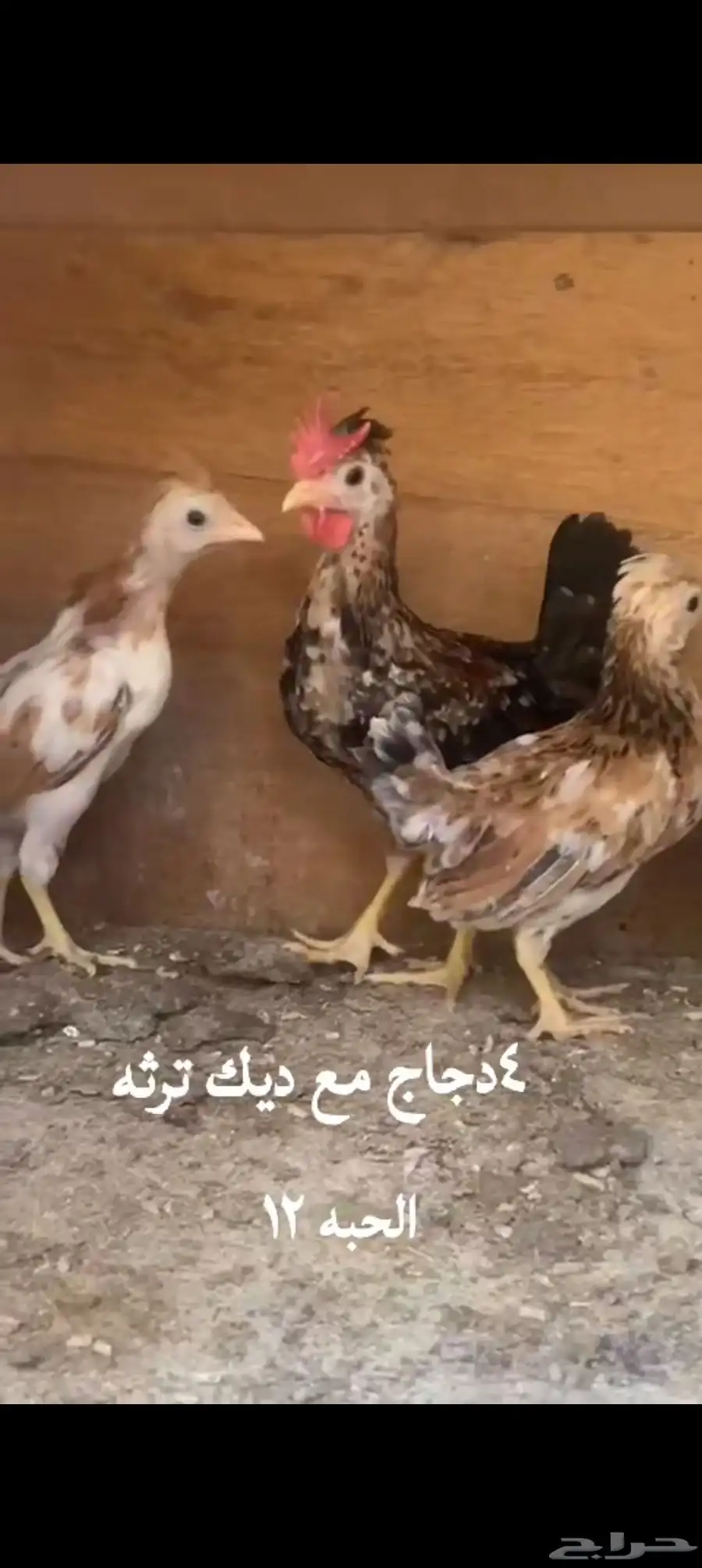 دجاج 0