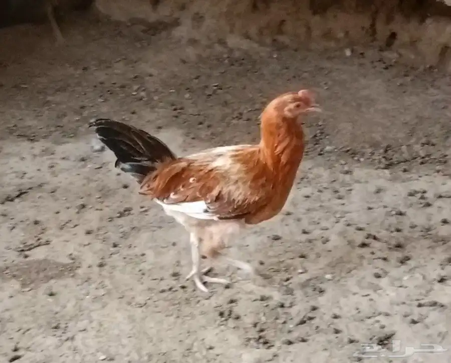 دجاج بلدي للبيع 1