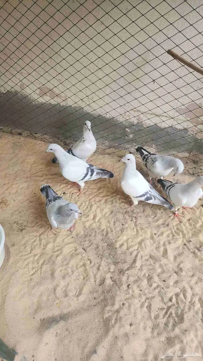 للبيع حمام وقمري 8