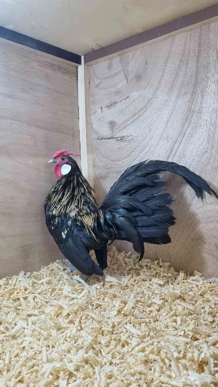 دجاج روز كامب المميز 0