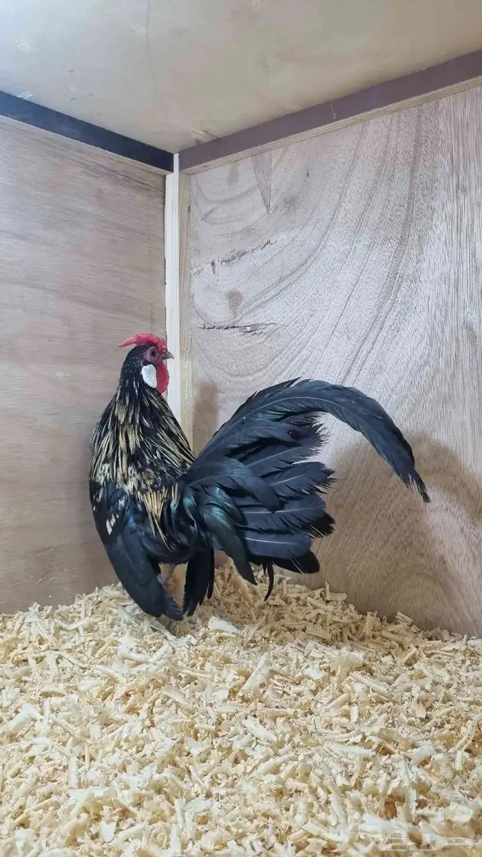 دجاج روز كامب المميز 1