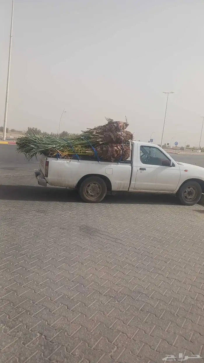 يوجد لدينا جميع انواع النخيل المثمرة وزينه 5
