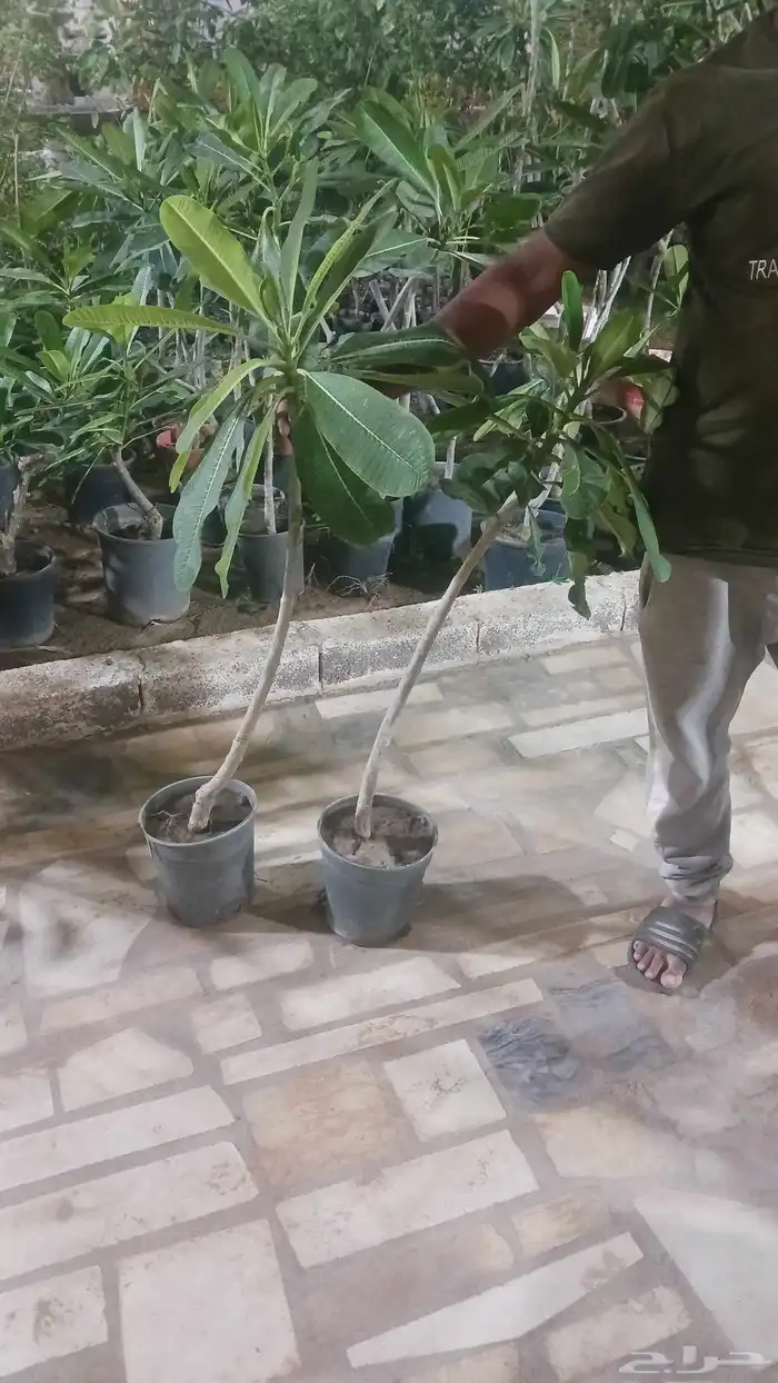 يوجد لدينا جميع انواع النخيل المثمرة وزينه 3