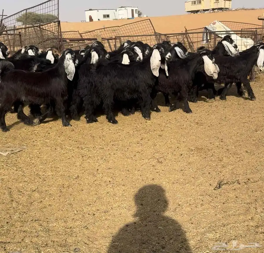 جفرات عوارض نوادر((( تم البيع))) 0