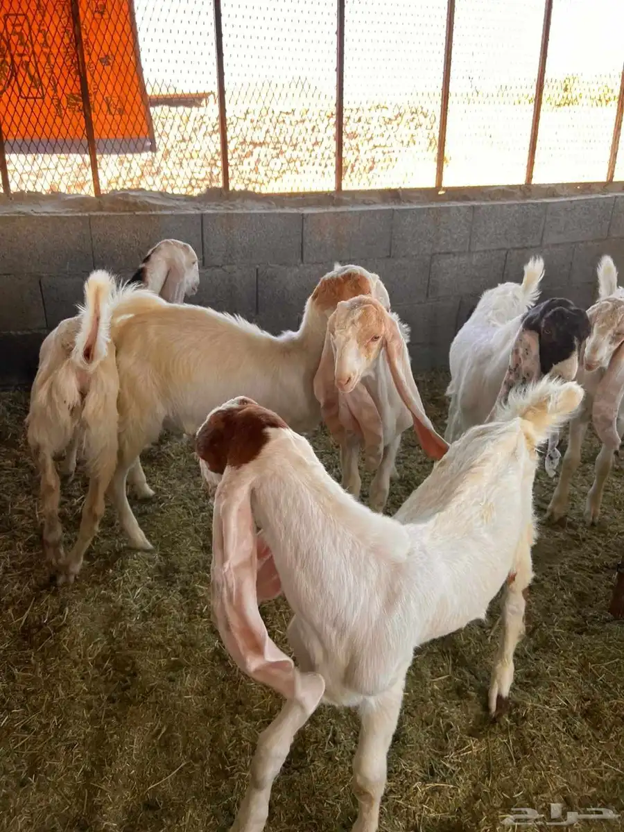 تيوس للبيع 0