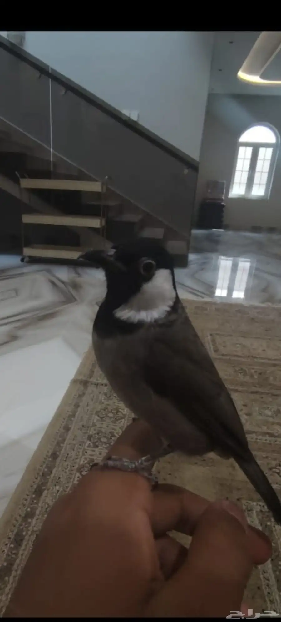 بلبول حساوي 2