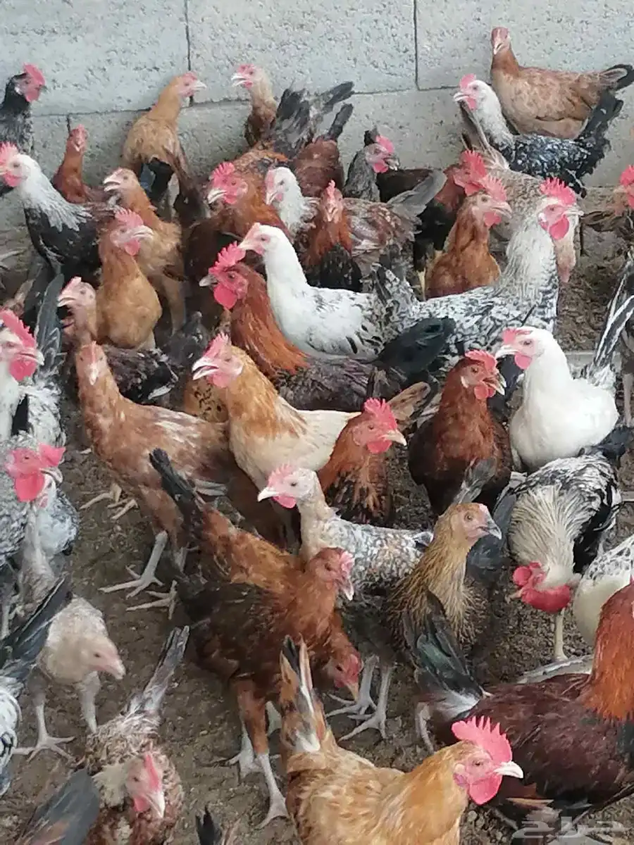 ديوك بلدي 1