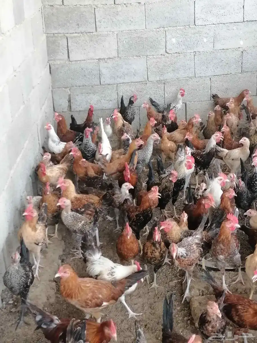 ديوك بلدي 9