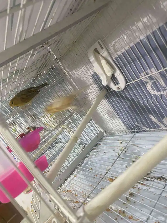 ازواج كناري منتجه 1