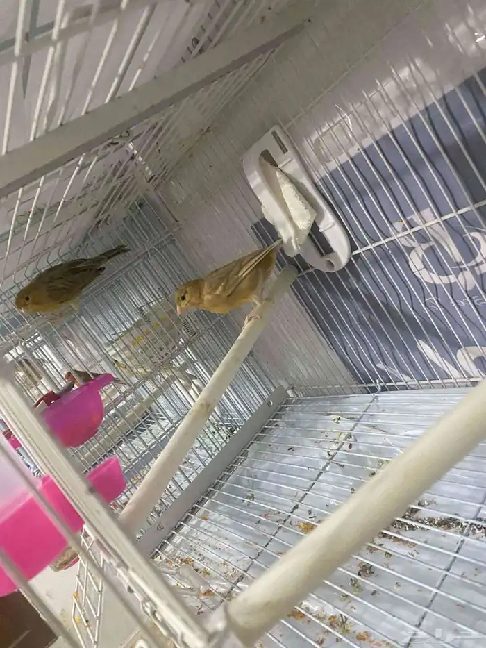 ازواج كناري منتجه 3