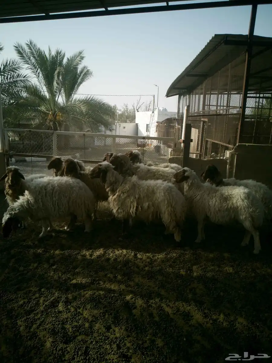 للبيع غنم نعيم 0