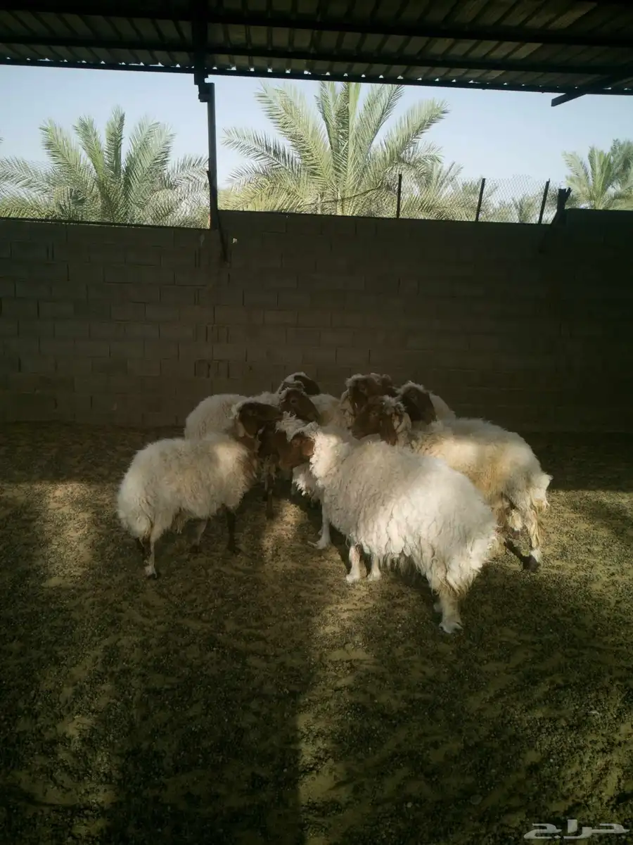 للبيع غنم نعيم 2