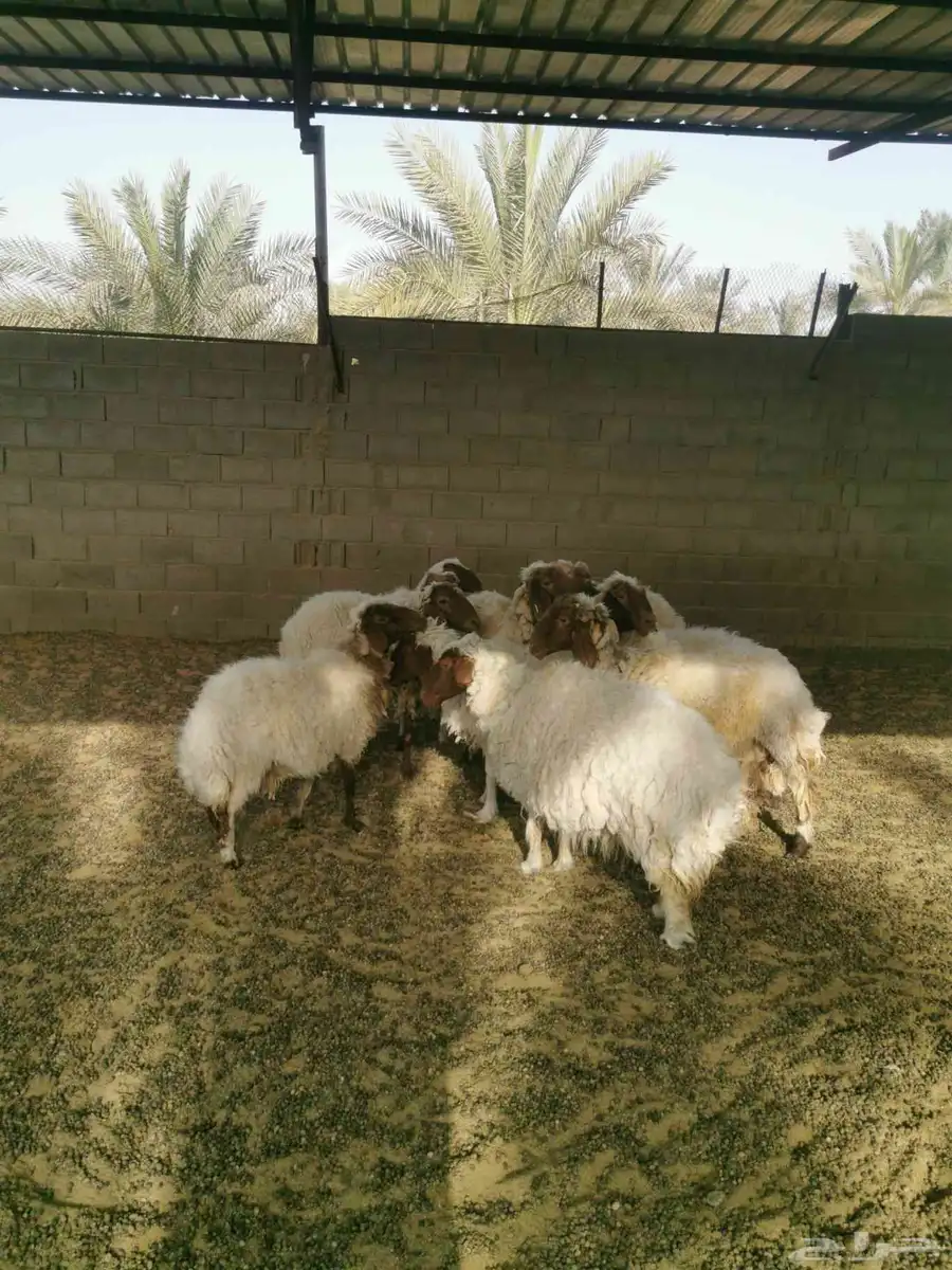 للبيع غنم نعيم 3