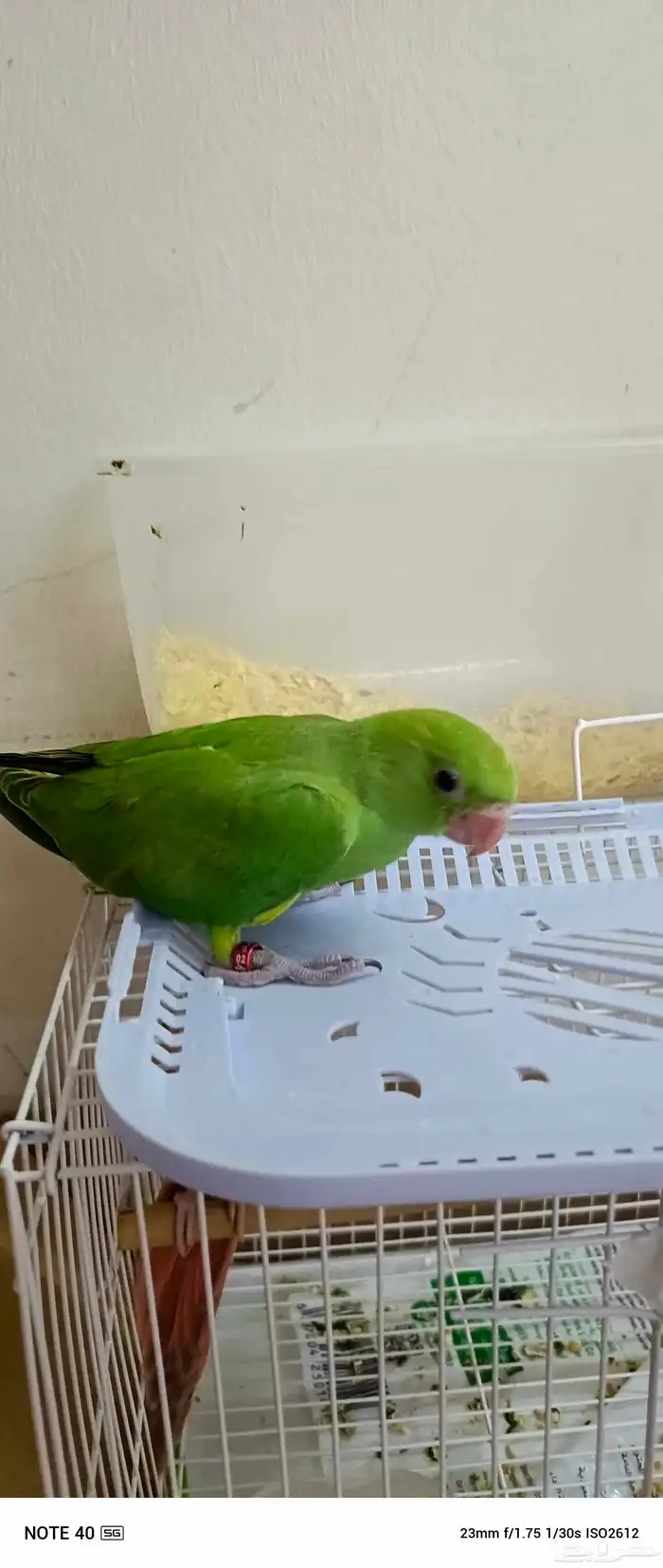 فرخ دره للبيع 2