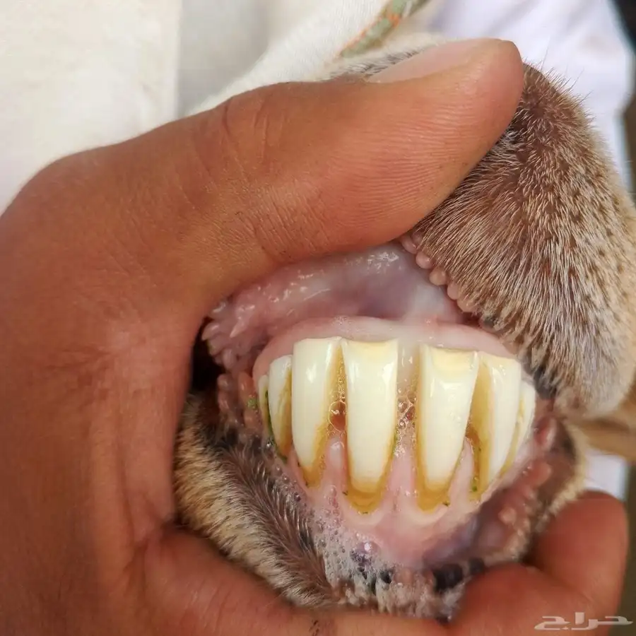 سواكنيه متومه للبيع 9
