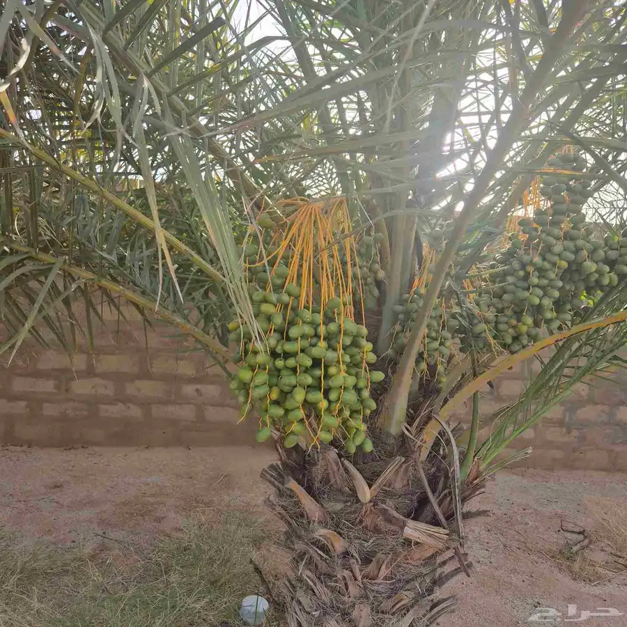 القصيم دخنة 0