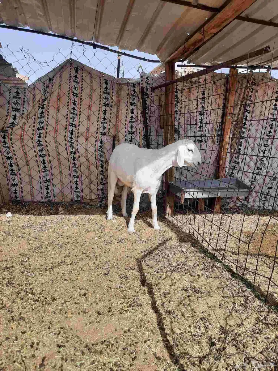 تم البيع 0