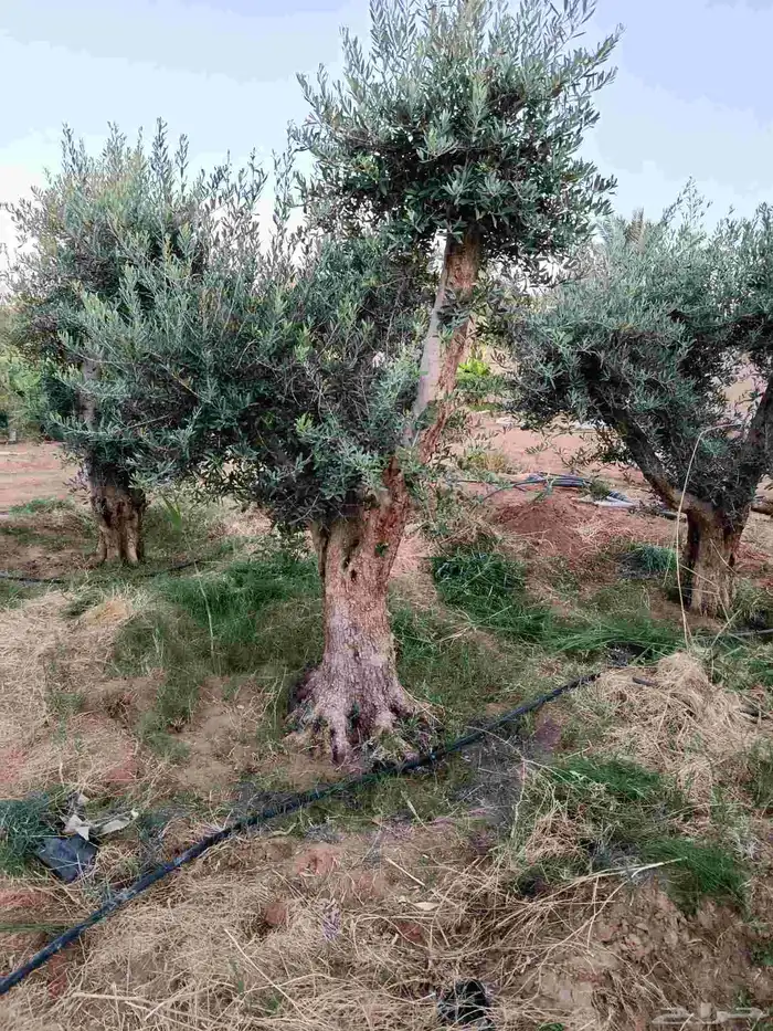 يوجد لدينا أشجار زيتون 4