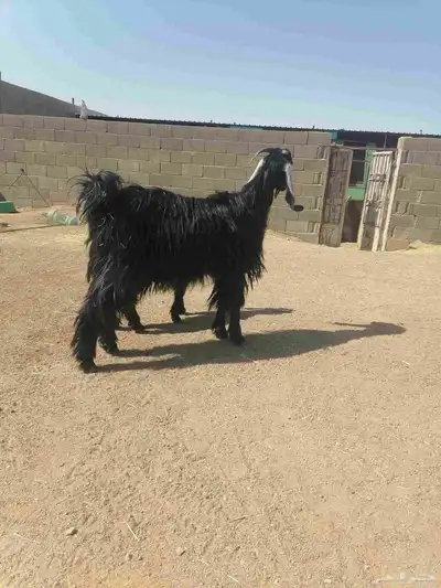 عنز عارضيه 2