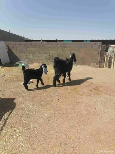 عنز عارضيه 4