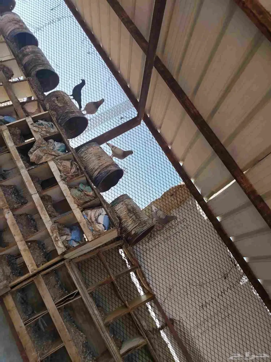 حمام للبيع 2