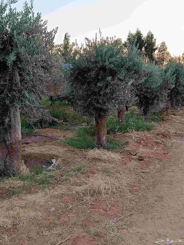 يوجد لدينا أشجار زيتون 1