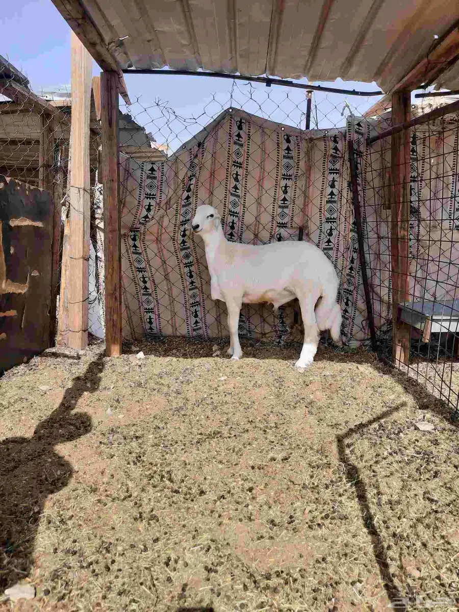 تم البيع 2