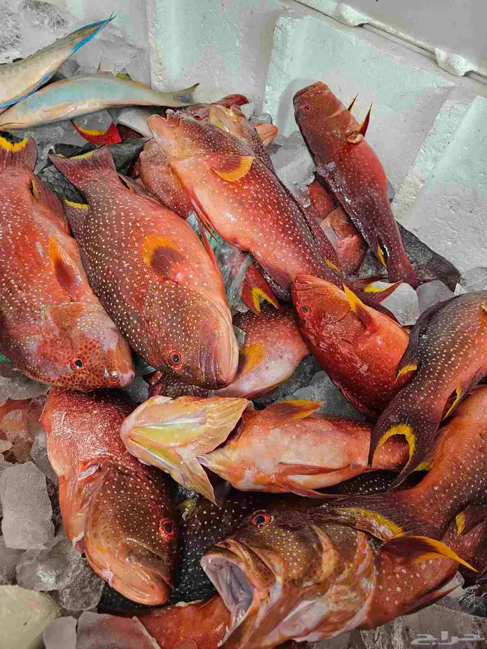 اسماك طازجه فاخره فقط 6