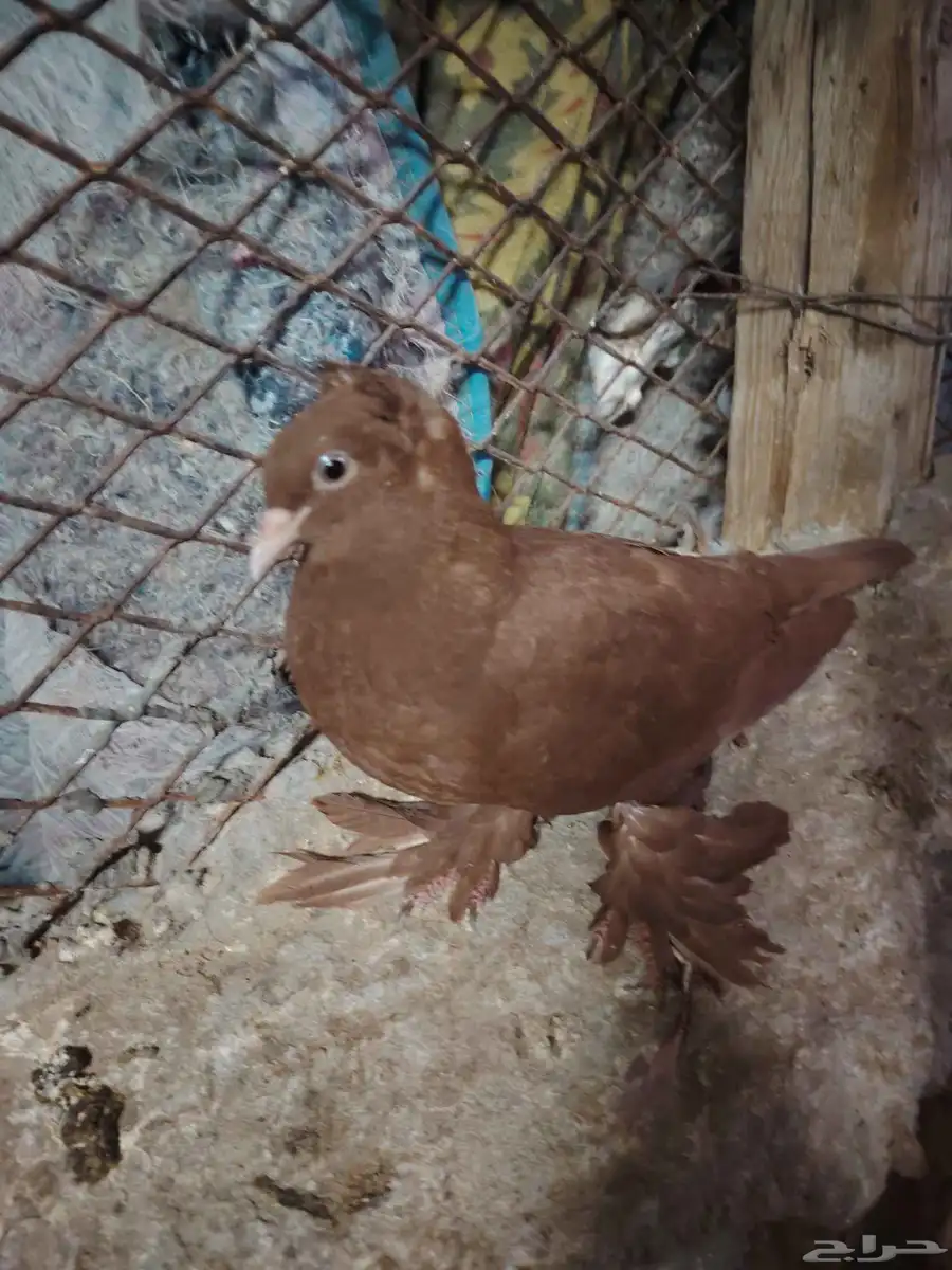 للبيع حمام بدي 6