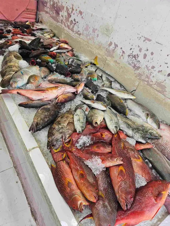 اسماك طازجه فاخره فقط 7