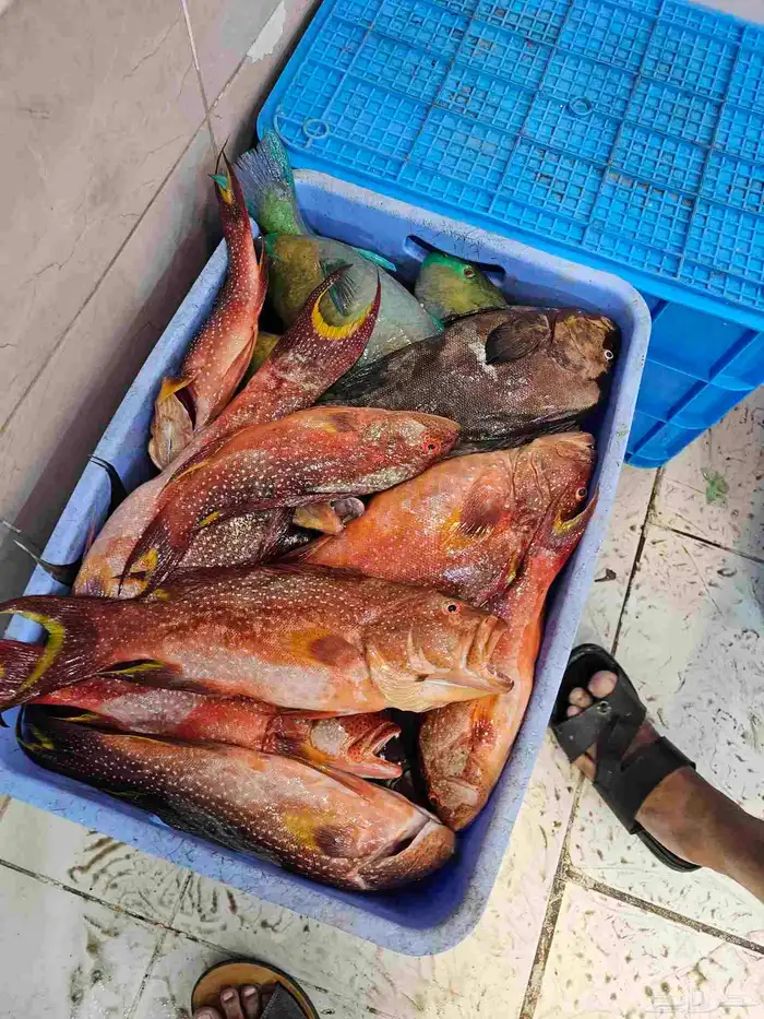 اسماك طازجه فاخره فقط 2