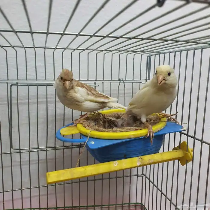 زوج كناري سوري منتج (تم البيع ) 7