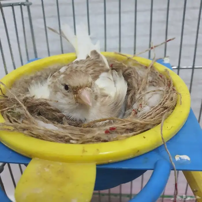 زوج كناري سوري منتج (تم البيع ) 0