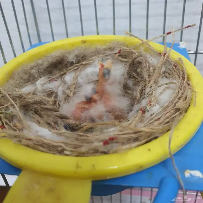 زوج كناري سوري منتج (تم البيع ) 1