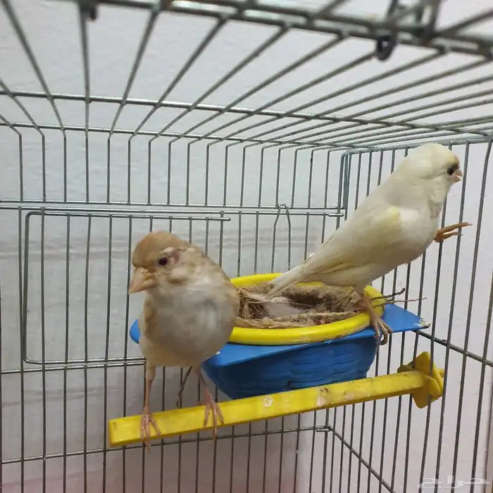 زوج كناري سوري منتج (تم البيع ) 8