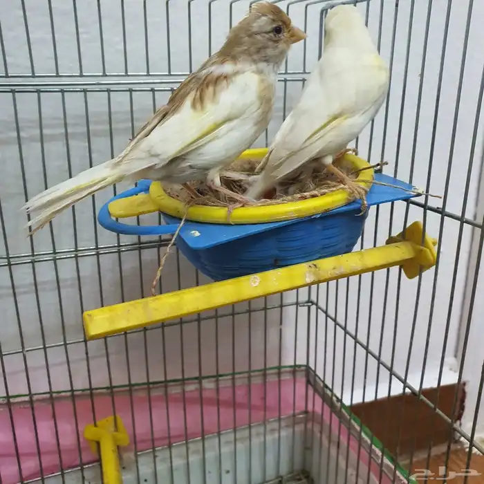 زوج كناري سوري منتج (تم البيع ) 2
