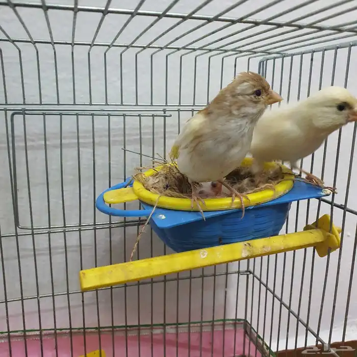 زوج كناري سوري منتج (تم البيع ) 3