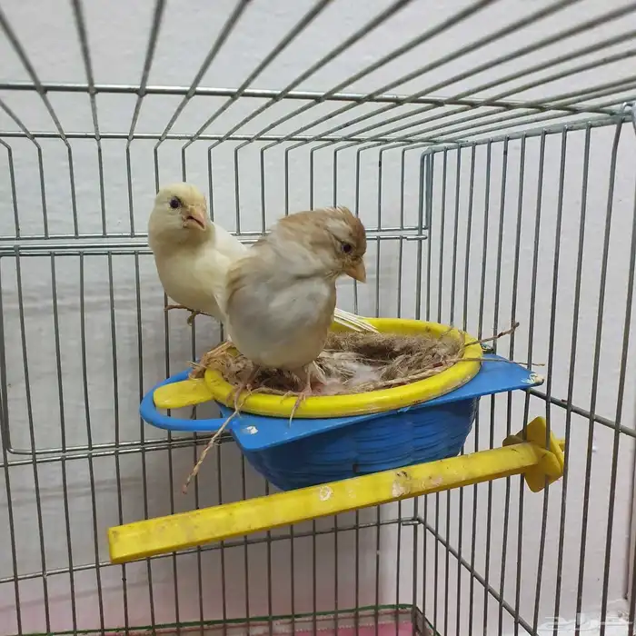 زوج كناري سوري منتج (تم البيع ) 5