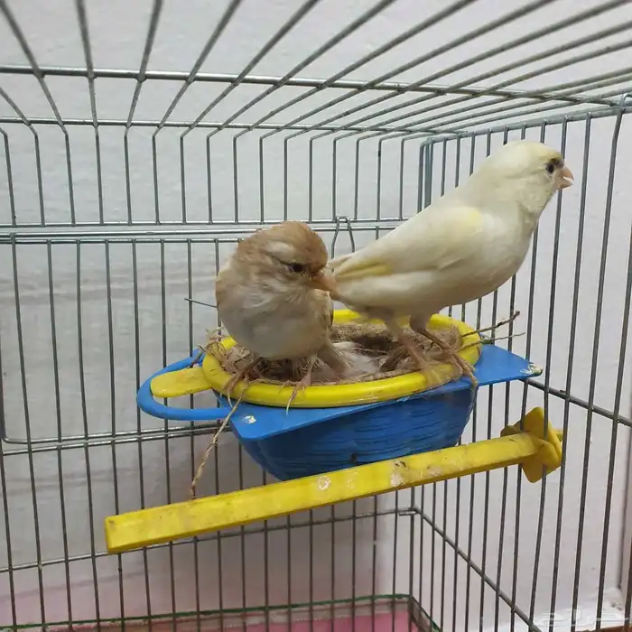 زوج كناري سوري منتج (تم البيع ) 4