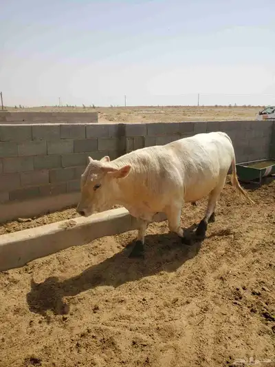 عجول ثيران جريسي ألماني تتراوح اعمار من سنه ل سنه ونص 3