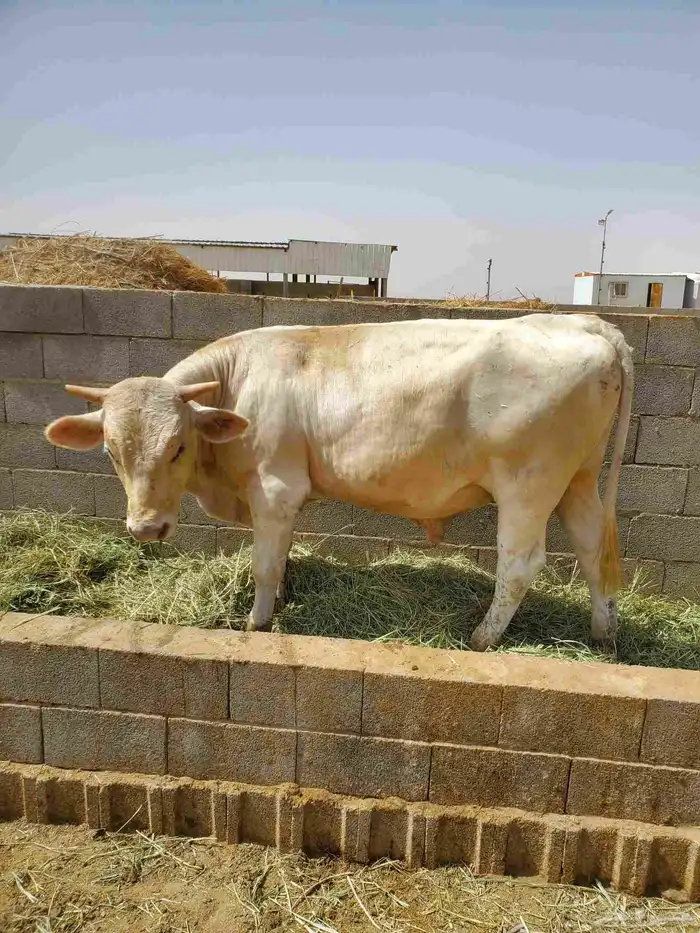 عجول ثيران جريسي ألماني تتراوح اعمار من سنه ل سنه ونص 0