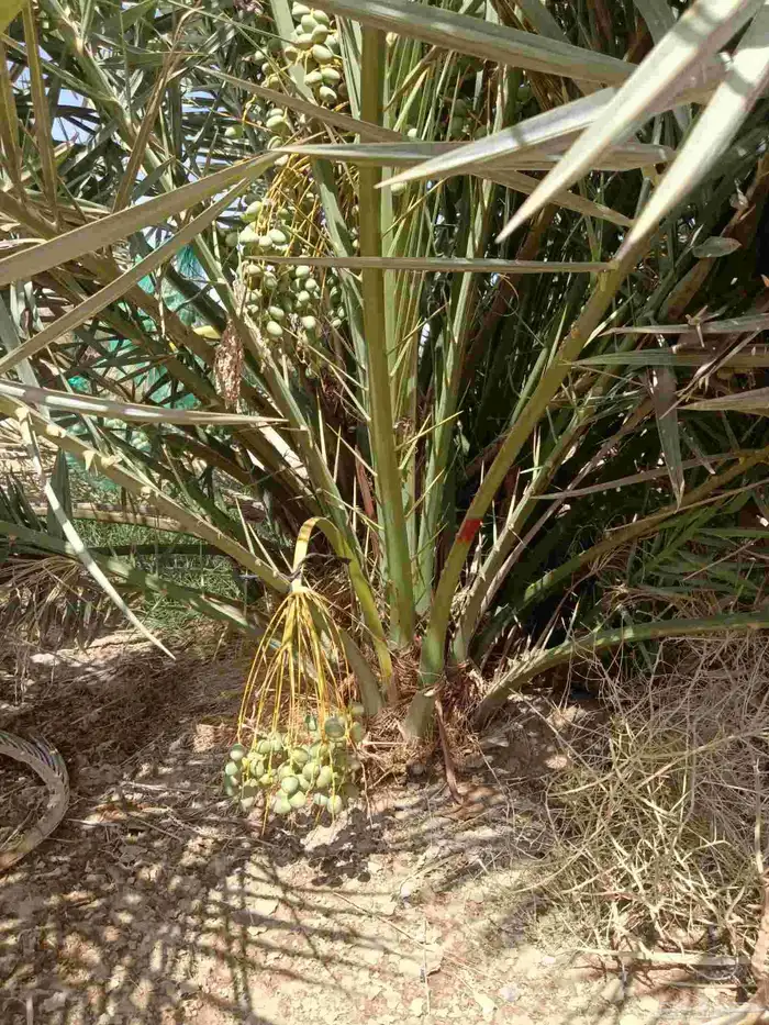 نخل مثمر فسائل ونقايل 4