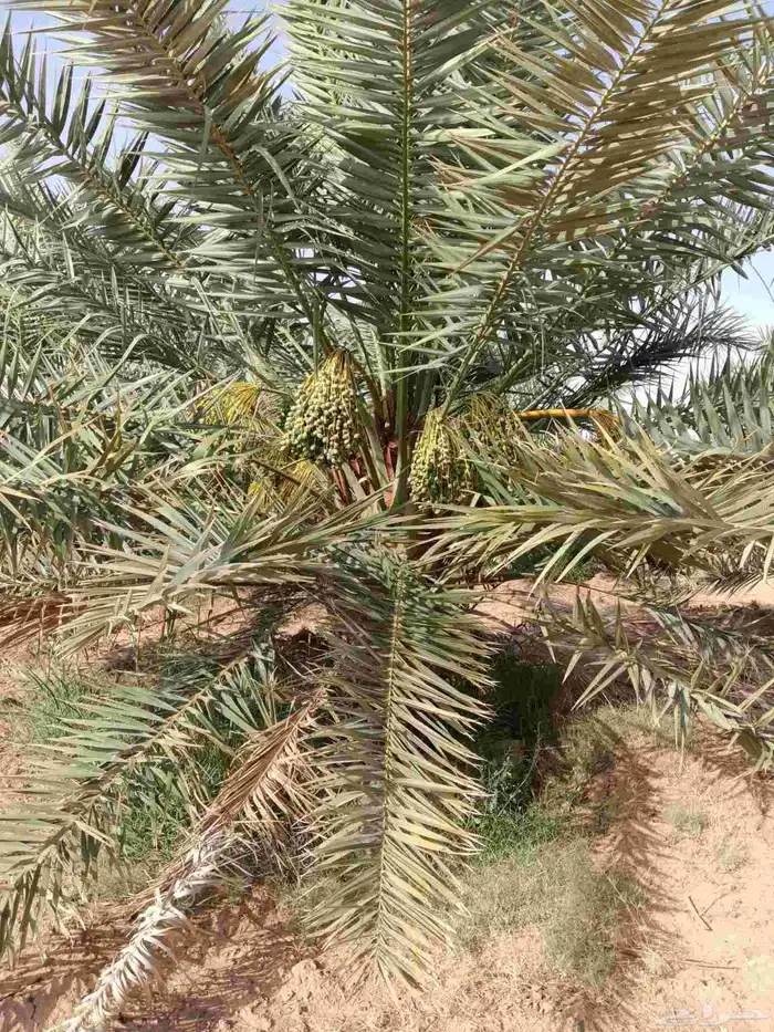نخل مثمر فسائل ونقايل 9