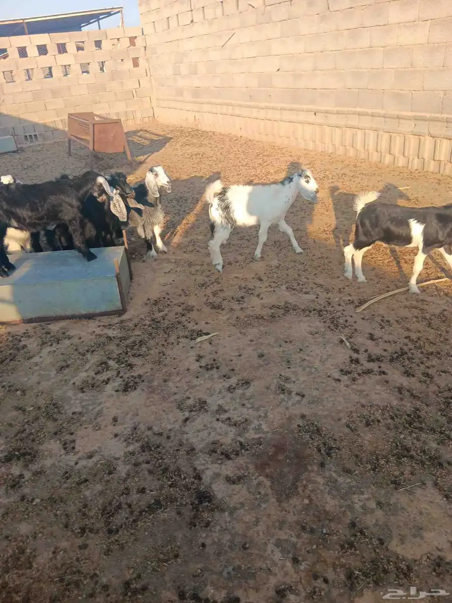 بهم للبيع العدد 10 مابين جفار وتيوس 1