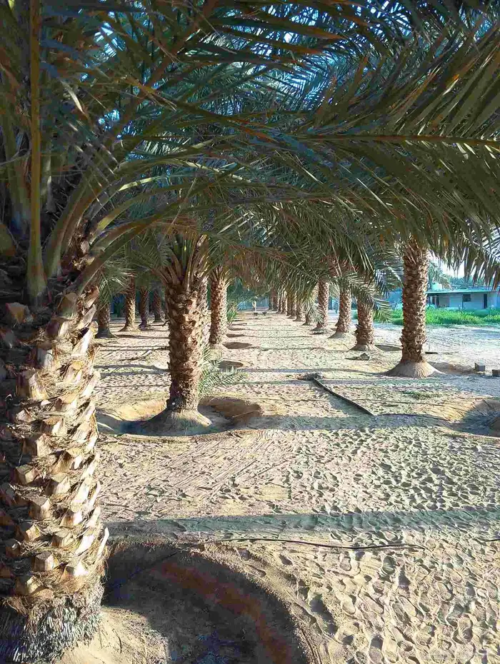 تمور للبيع بالعلاج 52طن 3
