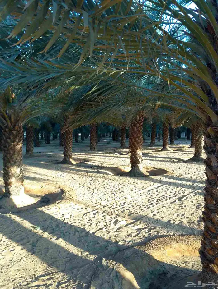 تمور للبيع بالعلاج 52طن 2